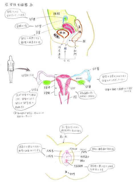 生殖器 女|女性のカラダの構造 